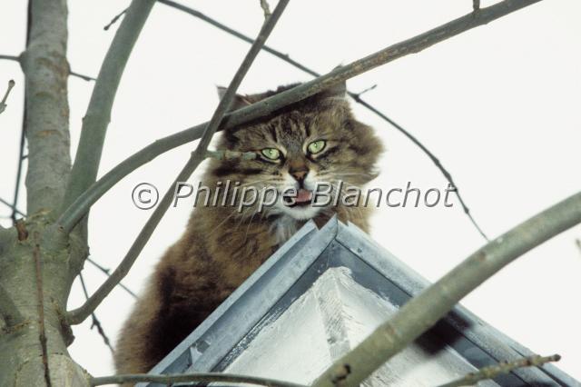 felis silvestris.JPG - Chat domestiqueFelis silvestris catusCarnivora, FelidaeFrance